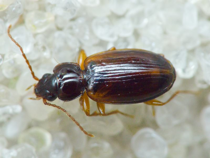 Carabidae Latreille, 1802